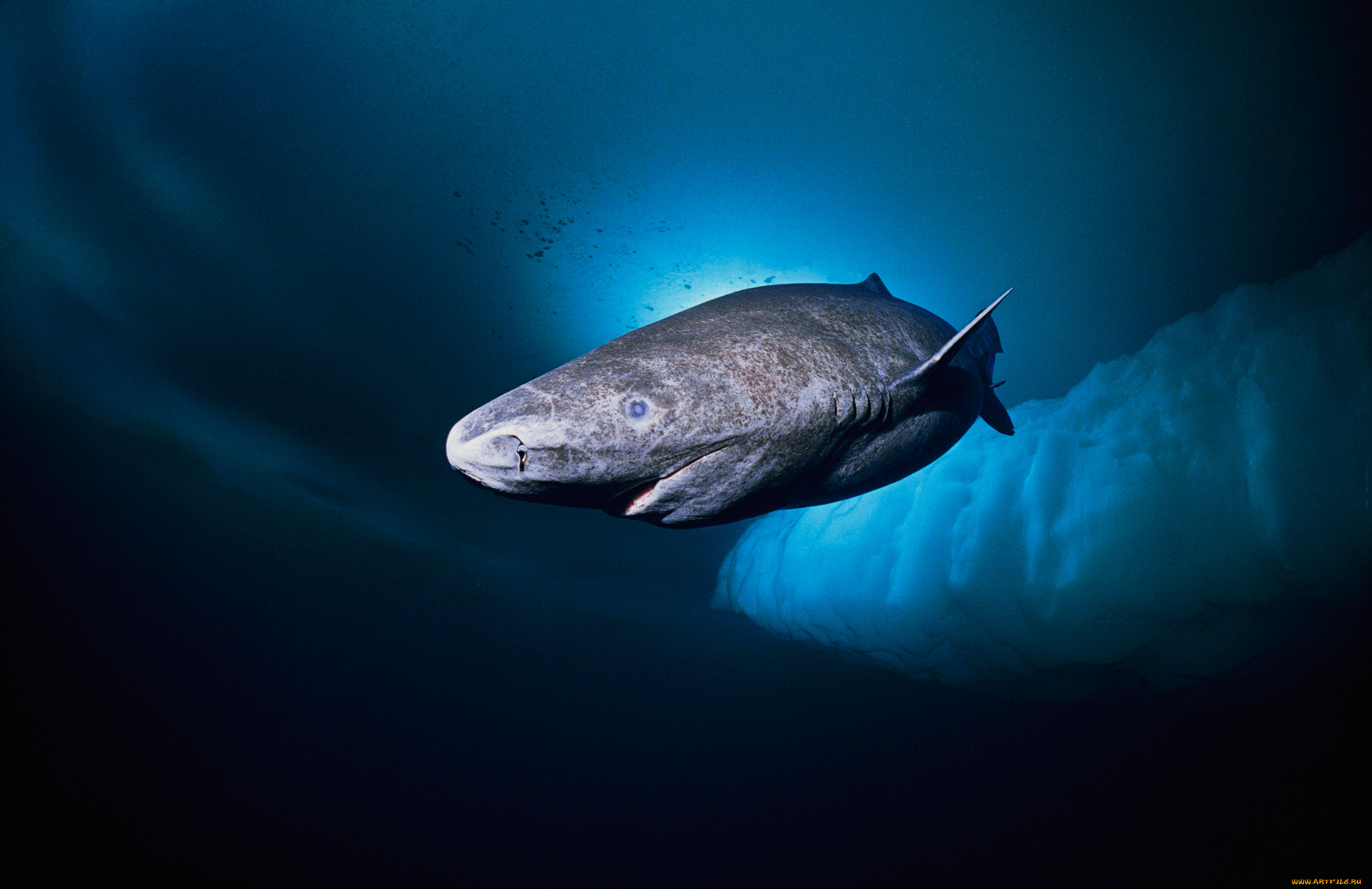 greenland shark, , , greenland, shark, , , , , , 